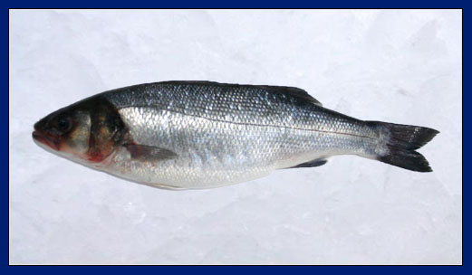 Wild seabass