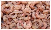 Peeled gray shrimps
