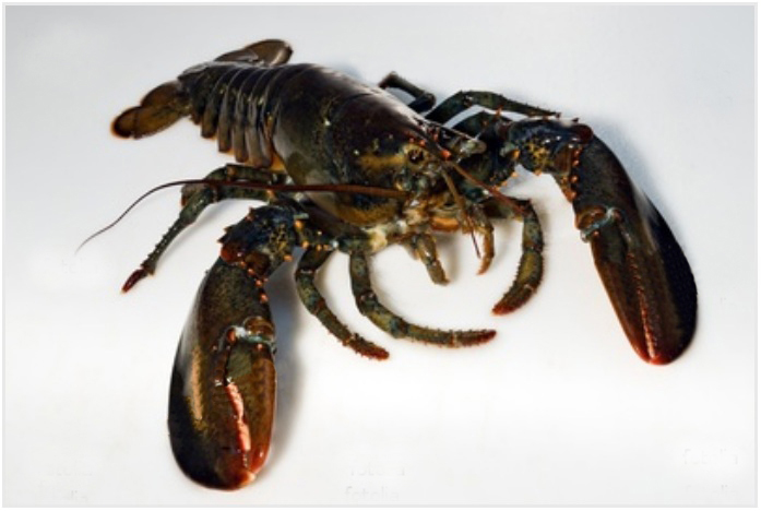 Homard 400 - 500 gr